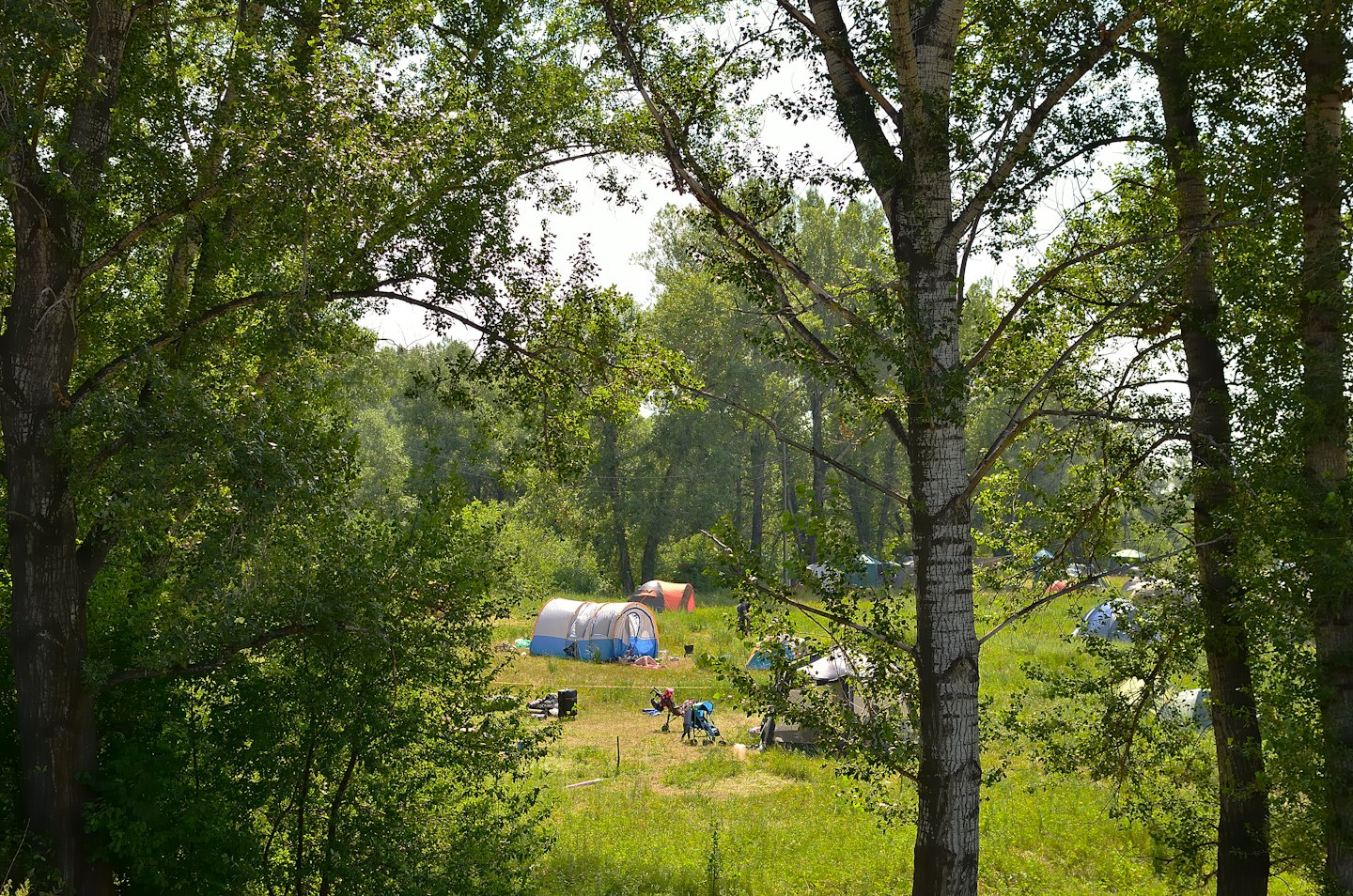 Campers set up colorful tents in a grassy forest clearing.