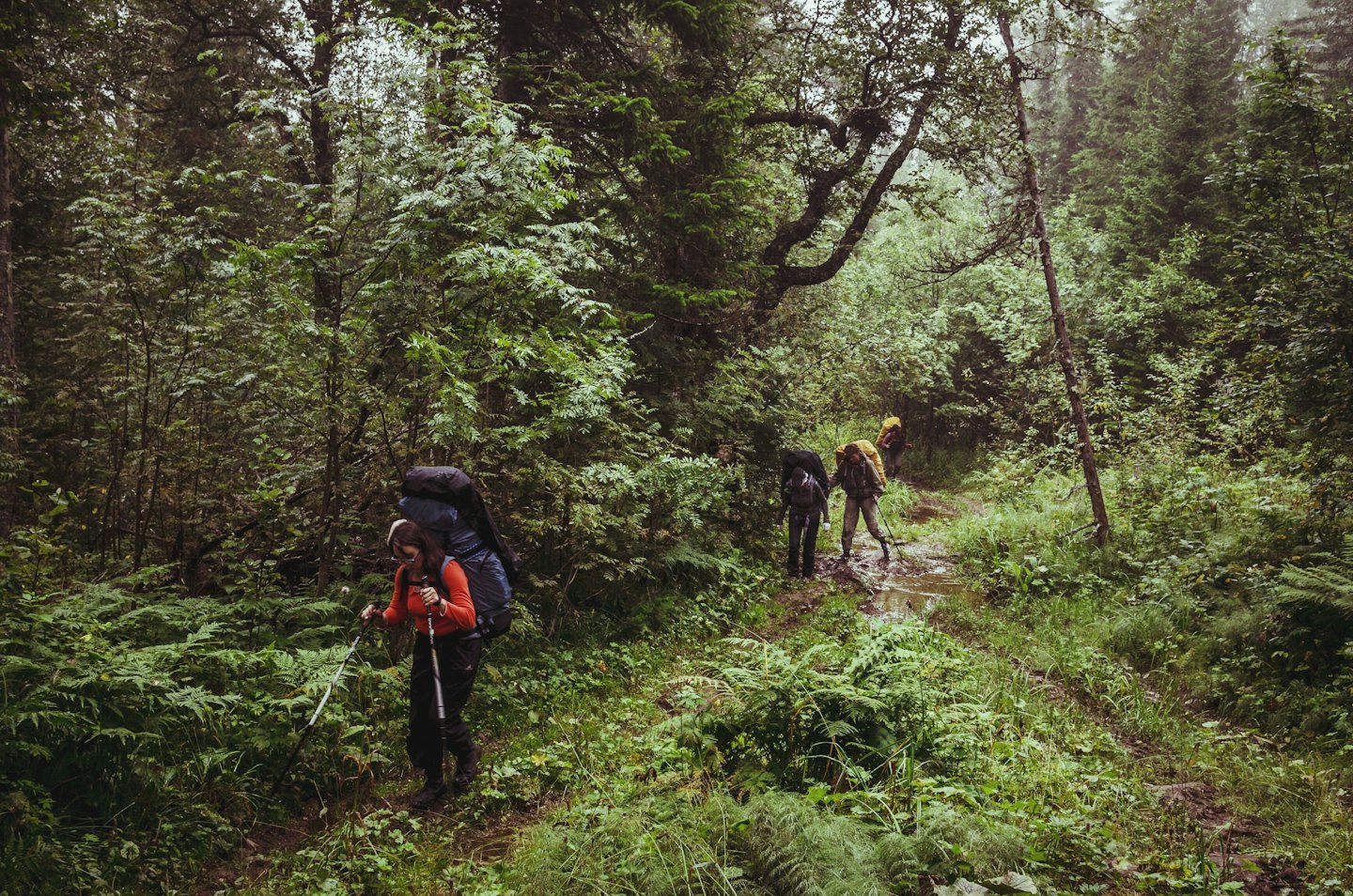 Three hikers with backpacks walk along a muddy forest trail.